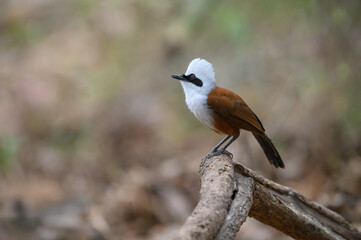 White-crested Laughing Thrush ,A bird with white feathers on the head and brown on the body