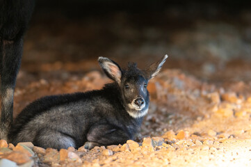 Closeup juvenile of Serows in the wild