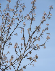花枯れしたノリウツギ(札幌市西岡公園) / Panicled hydrangea withered (Nishioka Park, Sapporo City)
