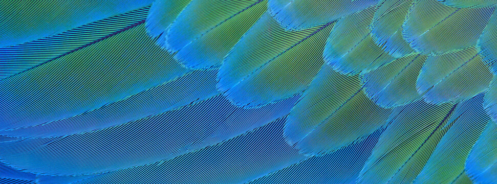 Closeup blue and gold macaw feathers