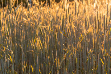 Ripening spikelets of golden wheat field on the sunset. landscape of sunrise in rural. Close up.