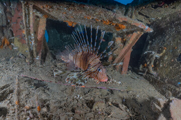 Lion fish in the Red Sea colorful fish, Eilat Israel
