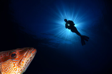 Underwater modeling. Reserve light, blue background.
Bodrum, Turkey.