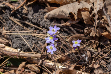 Close up view of a cluster of uncultivated native Sharp-lobed Hepatica wildflowers (anemone acutiloba) growing undisturbed in a North America woodland ravine in early spring