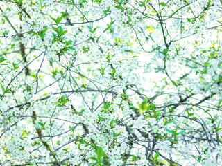 The beautiful spring background of the apple tree blossom. Selective focus.