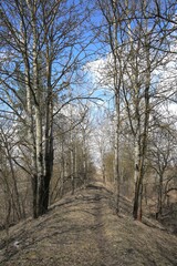 A trail in a deciduous forest in early spring.