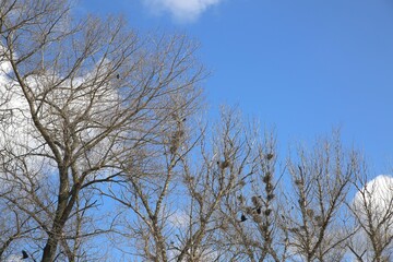 Rooks nest on deciduous trees in spring.