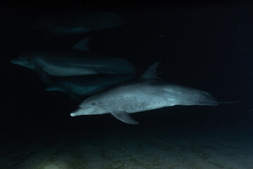 Fototapeta premium Dolphin swimming with divers in the Red Sea, Eilat Israel 