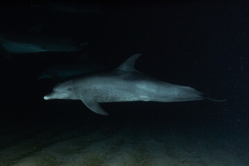 Fototapeta premium Dolphin swimming with divers in the Red Sea, Eilat Israel 