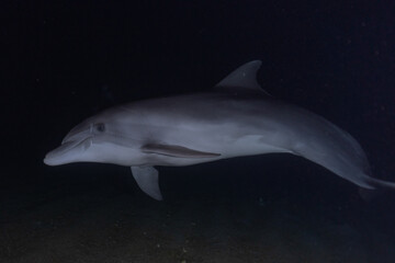 Naklejka premium Dolphin swimming with divers in the Red Sea, Eilat Israel 