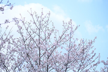 白い雲と満開の桜の木の風景
