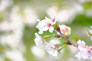 桜の花びらが美しいソメイヨシノの接写素材