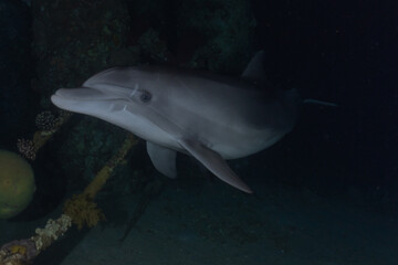 Dolphin swimming with divers in the Red Sea, Eilat Israel
