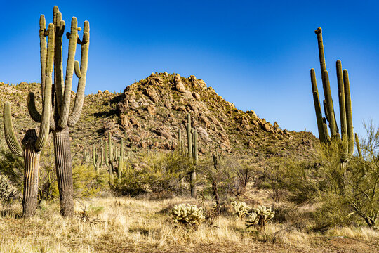 A Sonoran desert landscape in Arizona © TomR