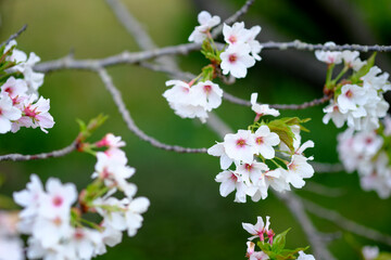 シンプルで可愛い桜の花びら