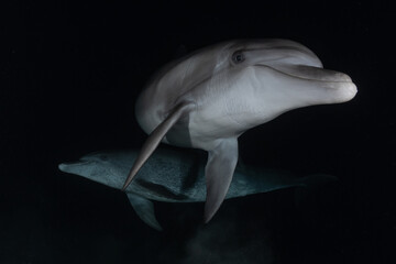 Dolphin swimming with divers in the Red Sea, Eilat Israel
