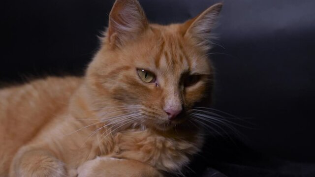 Ginger cat lying down watching surroundings. Slow motion camera movement s 4k in a black background