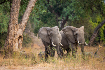 Fototapeta premium Elephant herd walking through the Zimbabwean Woodlands