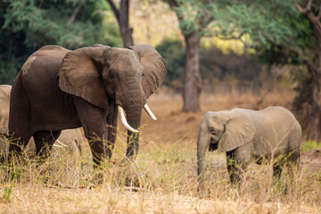 Naklejka na ściany i meble Elephant herd walking through the Zimbabwean Woodlands