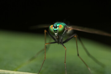 Macro of Crane Fly on green leaf. Green lag fly (Tipula sp.) on green leave in the garden.