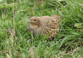 A rare Grey Partridge, Perdix perdix, feeding in a field in the UK.	