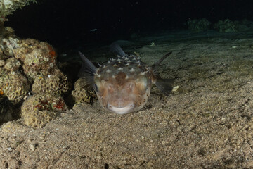 Fish swim in the Red Sea, colorful fish, Eilat Israel
