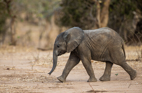 A baby elephant running around behind the herd in Mana Pools, Zimbabwe