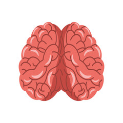 brain human anatomy