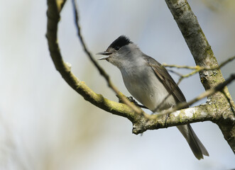 A singing male Blackcap, Sylvia atricapilla, perching on a branch of a tree in spring.