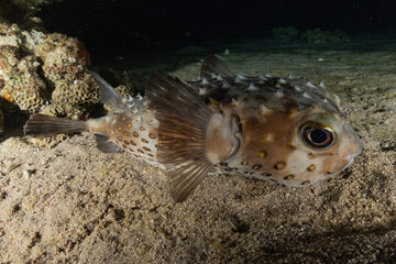 Fish swim in the Red Sea, colorful fish, Eilat Israel
