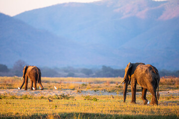 Fototapeta na wymiar A pair of African Elephants walking in the Zambesi riverbed at sunset
