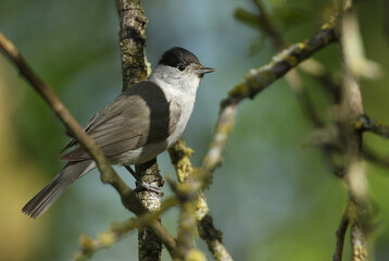 A stunning male Blackcap, Sylvia atricapilla, perching on a branch of a tree in spring.