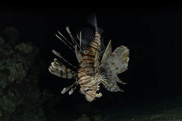 Lion fish in the Red Sea colorful fish, Eilat Israel
