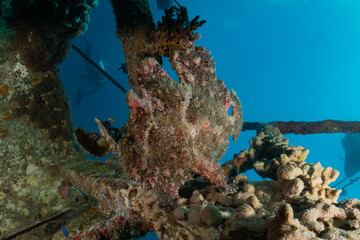 Fish swim in the Red Sea, colorful fish, Eilat Israel
