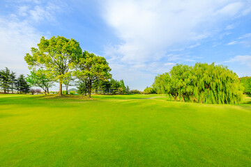 Green grass and forest in spring season.