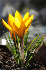 One yellow crocus flavus flower growing at sunset outdoors