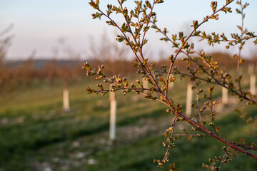 blossom in spring