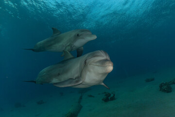 Dolphin swimming with divers in the Red Sea, Eilat Israel
