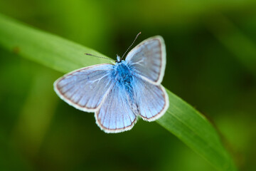 Polyommatus icarus - Hauhechel-Bläuling  Männchen