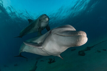 Fototapeta premium Dolphin swimming with divers in the Red Sea, Eilat Israel 