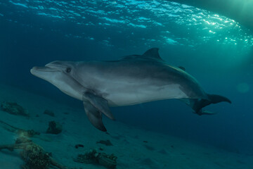 Naklejka premium Dolphin swimming with divers in the Red Sea, Eilat Israel 