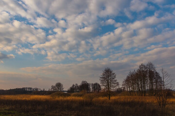 Obraz premium clouds in the evening over the yellow field 