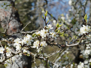 (Prunus domestica syriaca) Branches couvertes de grappes de fleurs à pétales blanc, calice vert et longues étamines du mirabellier ou prunier à mirabelles sous un ciel bleu printanier
