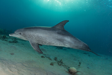 Dolphin swimming with divers in the Red Sea, Eilat Israel
