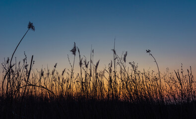 dry reeds on the background of sunset 