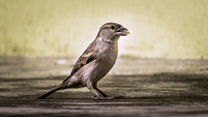 House Sparrow eating grain with sharp eye