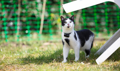 Small cat wearing gps tracker outdoors