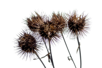 Dry burdock isolated on white background. Sunny autumn day. Front view.
