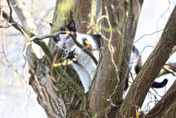 Cat in a tree