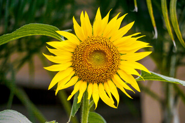 Bright Sunflower with leaves blurred